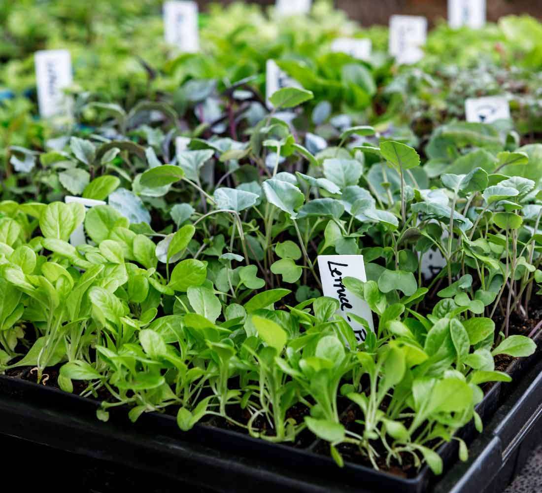 Aussaat_1100x1000_800x800@2x