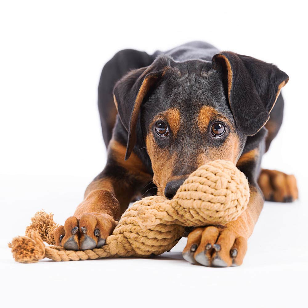 Laboni Hundespielzeug "Heinrich Hase" 591312