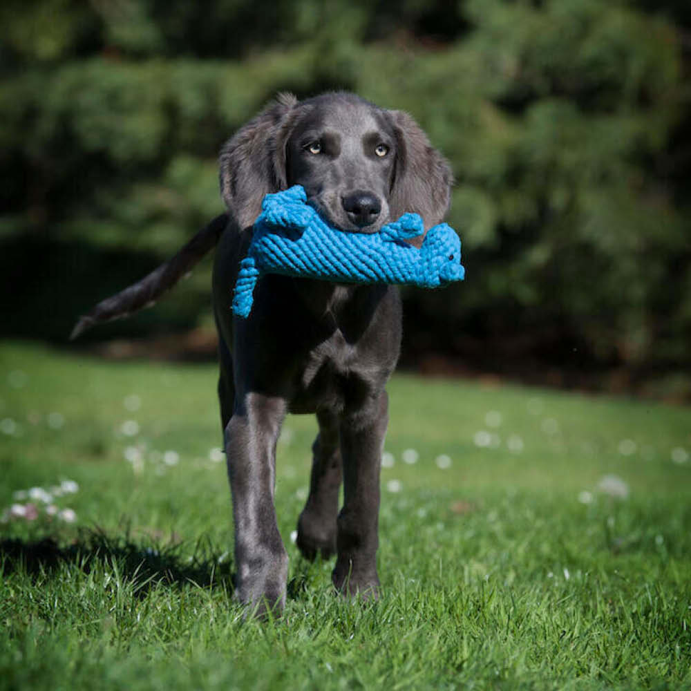Laboni Kultspielzeug für Hunde "Kurt Känguru" 591300
