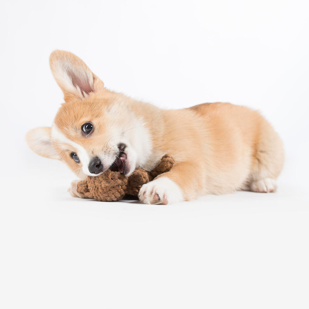 Laboni Hundespielzeug "Heinrich Hase" 591312