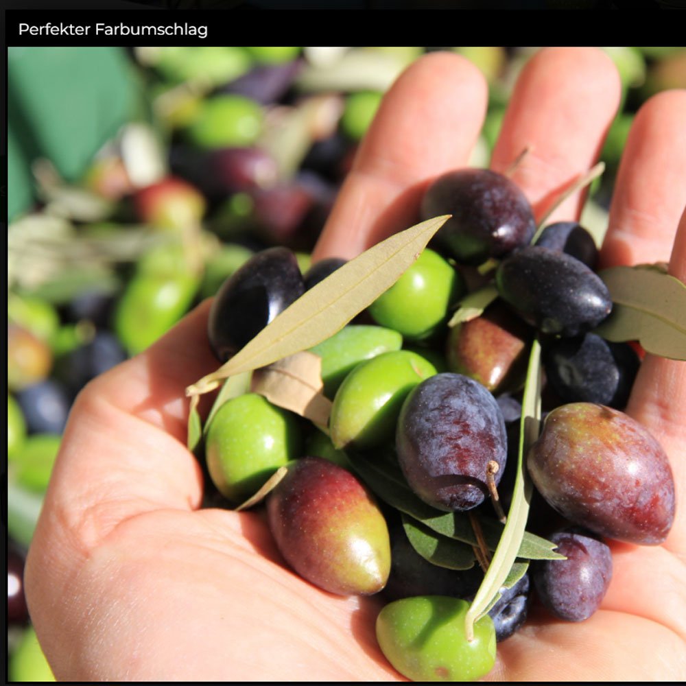 Delivasilis Olivenöl 500 ml 631543