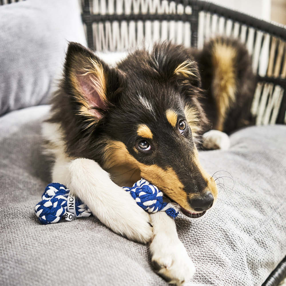 Laboni Kultspielzeug für Hunde "Bonnie Bone" 591268