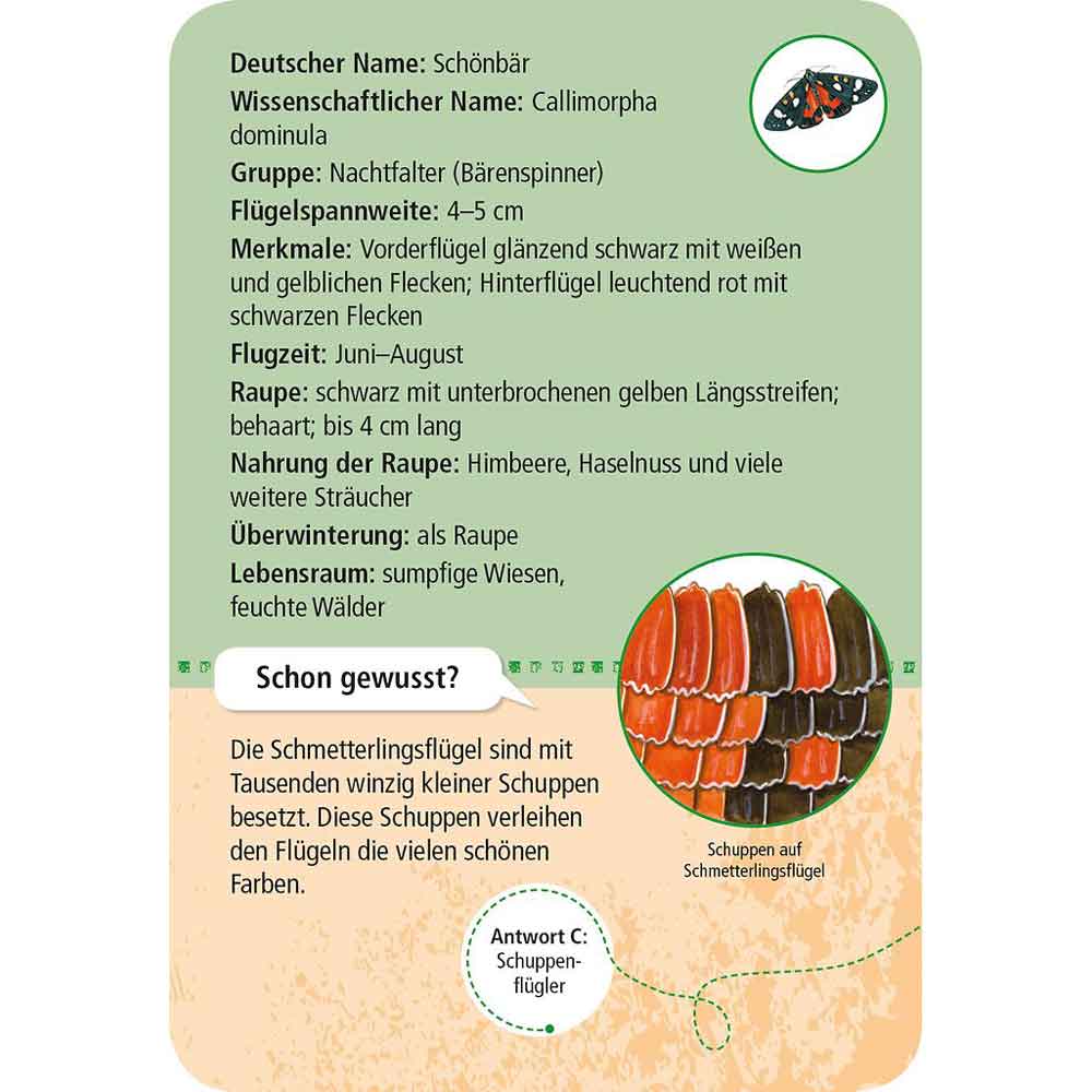 Moses Kartenset 50 heimische Schmetterlinge "Expedition Natur"