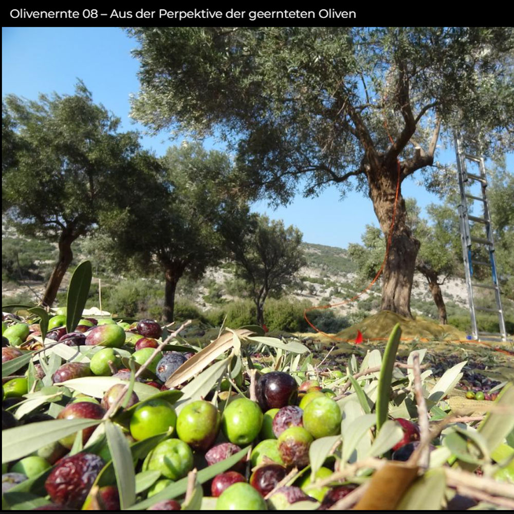 Delivasilis Olivenöl 500 ml 631543