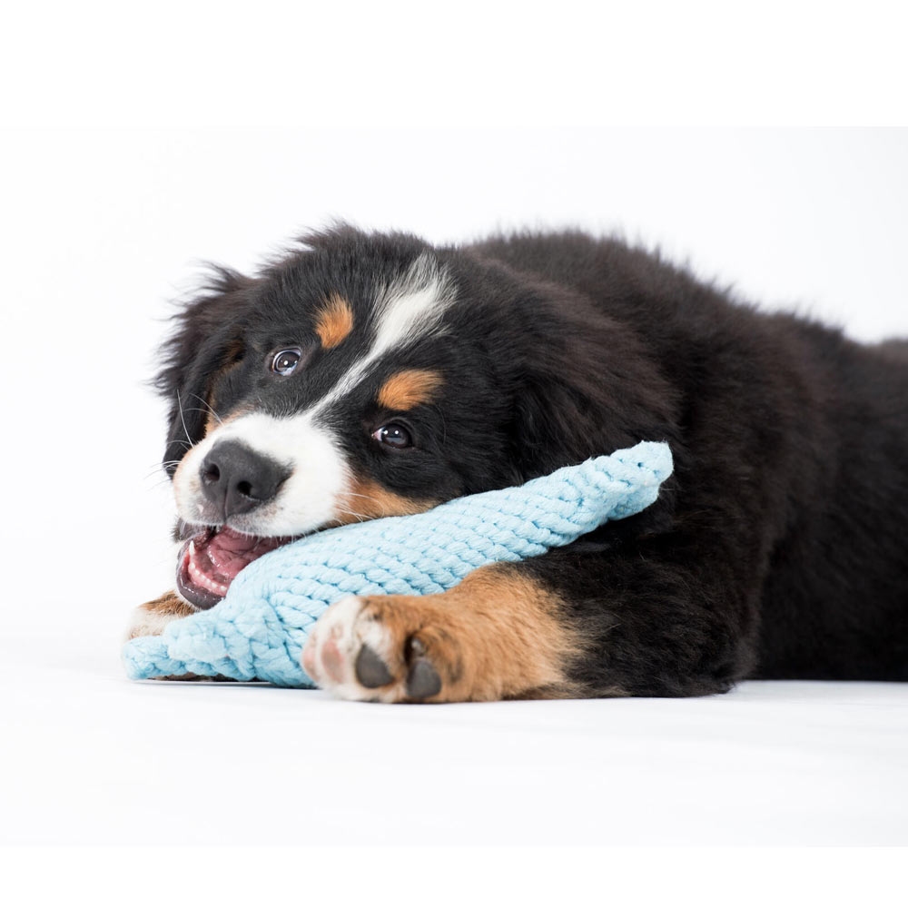 Laboni Hundespielzeug 591272