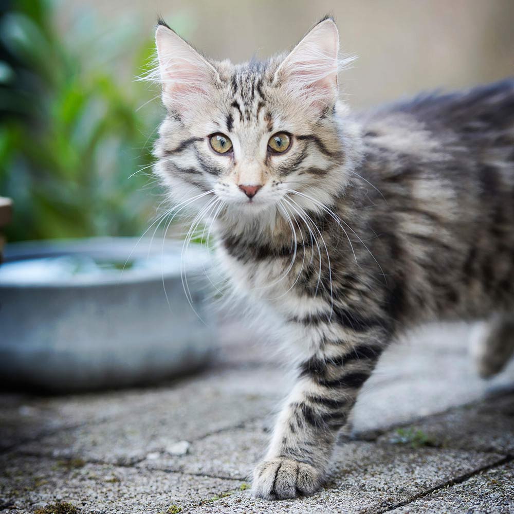 edel-napf_rocky_stein_2