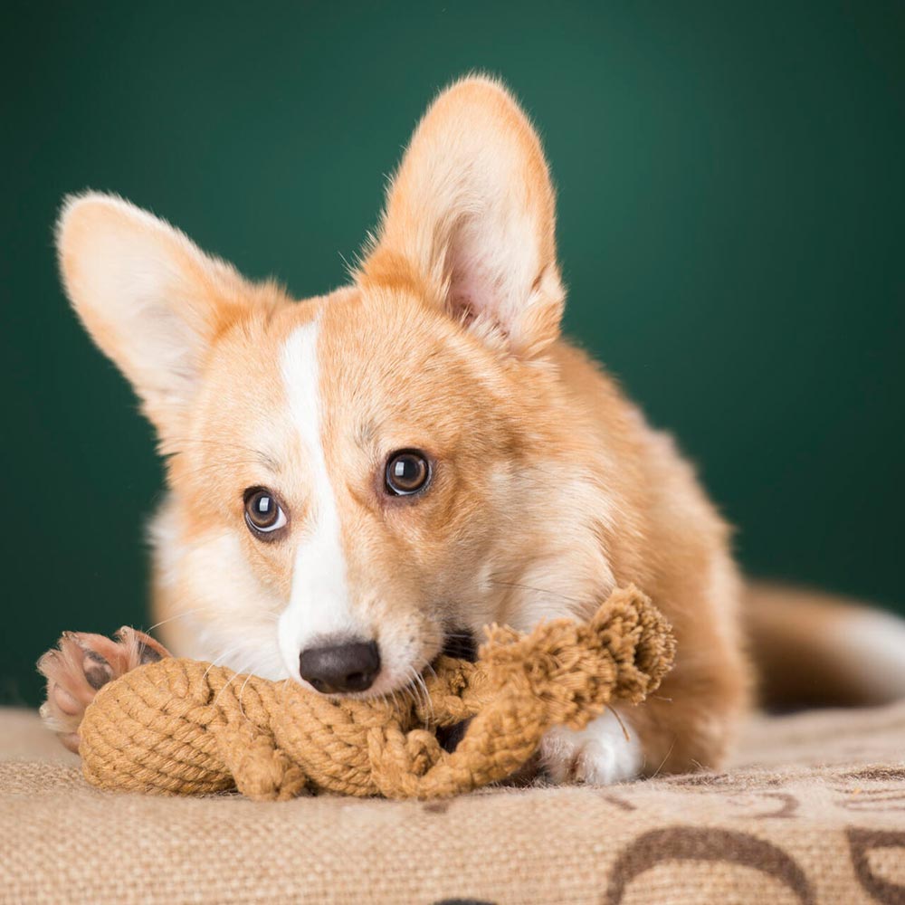 Laboni Hundespielzeug "Heinrich Hase" 591312