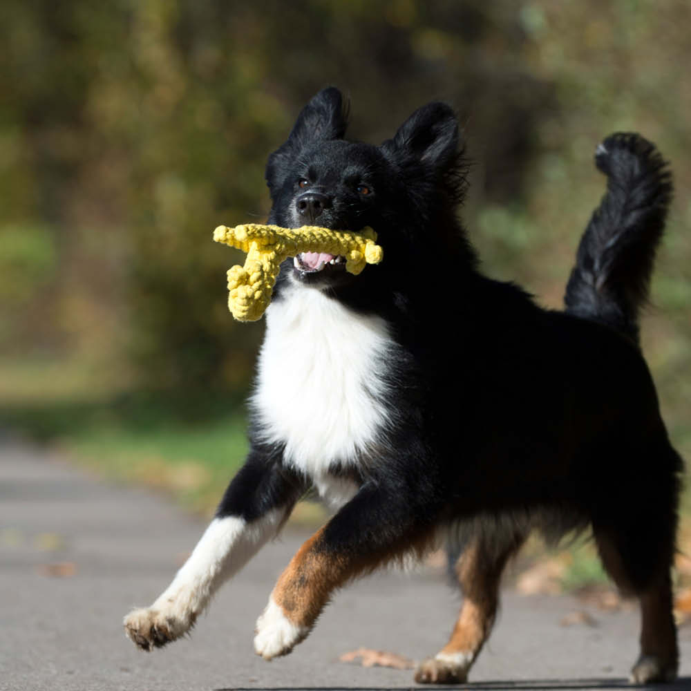 Laboni Kultspielzeug für Hunde "Greta Giraffe" 591295