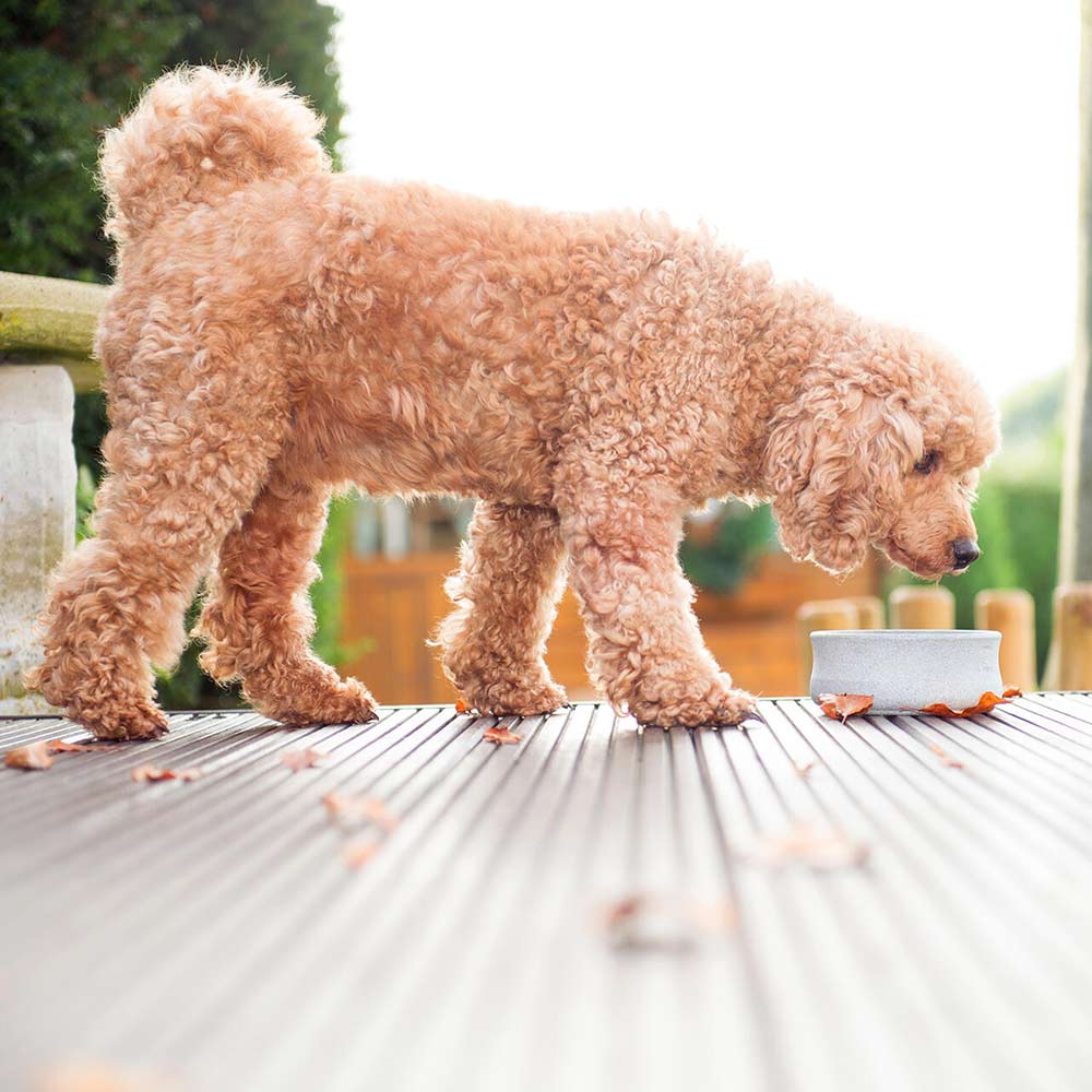 edel-napf_rocky_stein_1