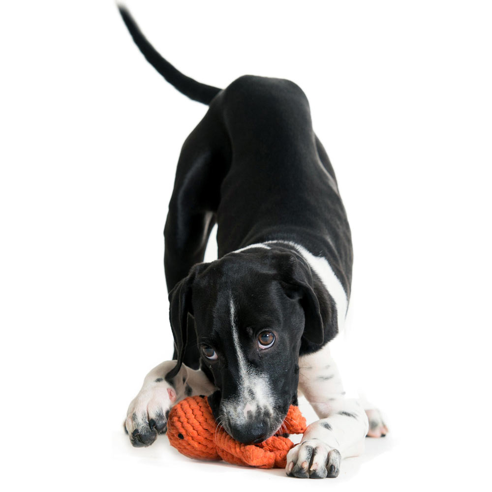 Laboni Hundespielzeug 591305