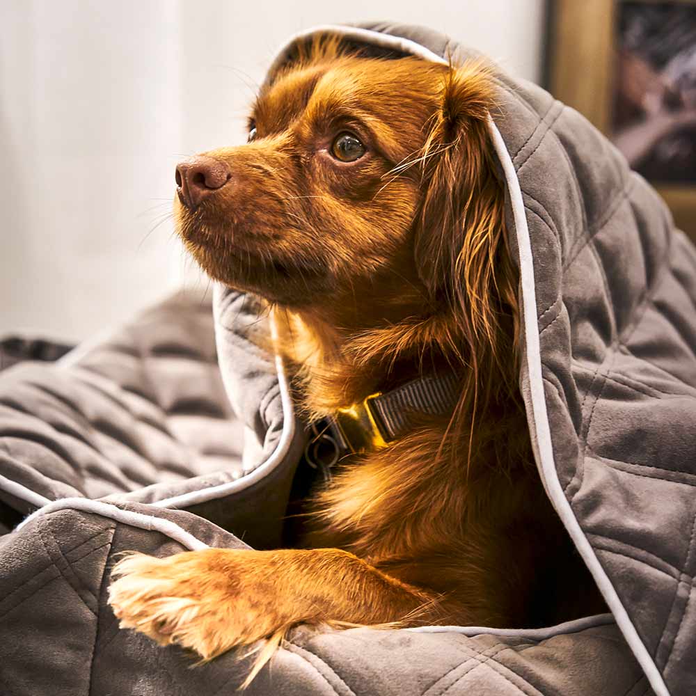 4102s-200_1_hundebetten_classic_oxford_s-m-l_stone_2qxw0msbrshrcs