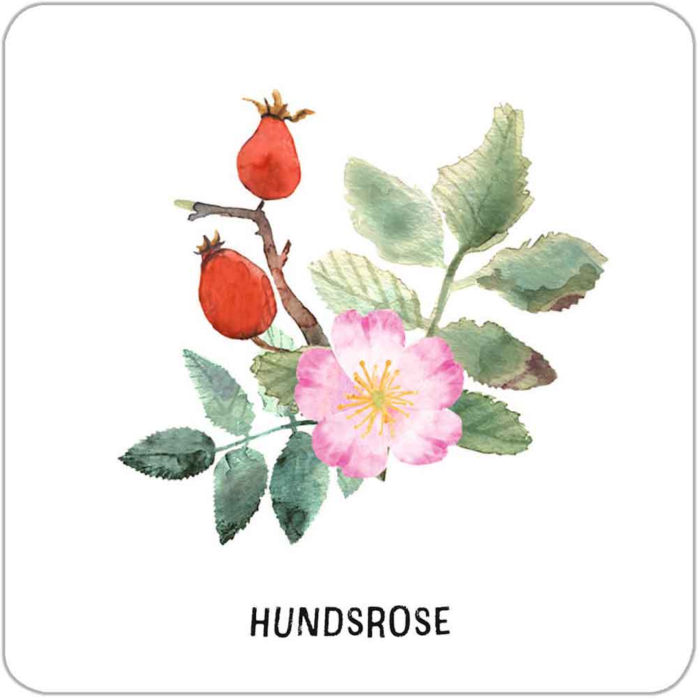 Moses Das große Bäume & Sträucher Memo "Expedition Natur"