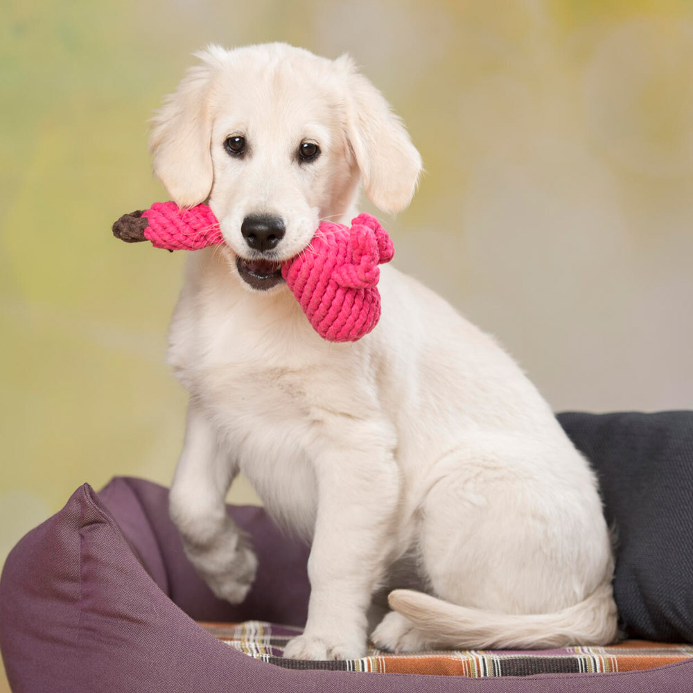 Laboni Hundespielzeug 591276