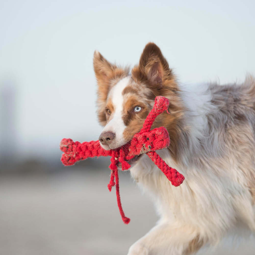 Laboni Kultspielzeug für Hunde "Hugo Hummer" 591304