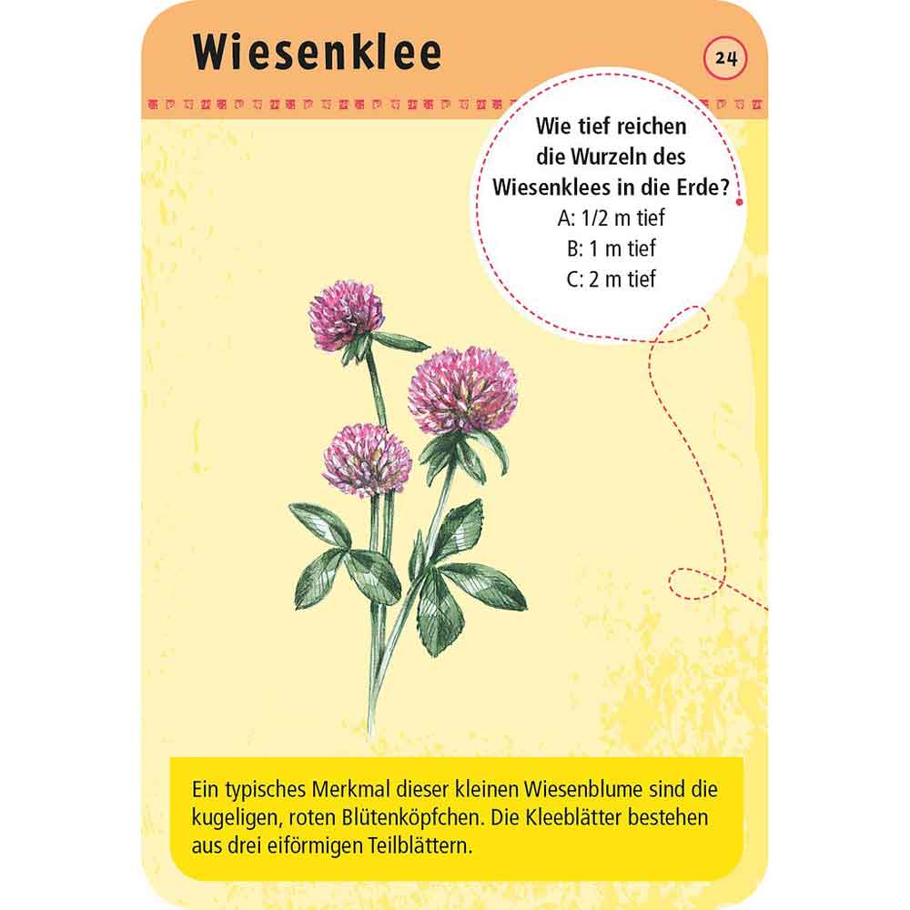 Moses Kartenset 50 heimische Blumen