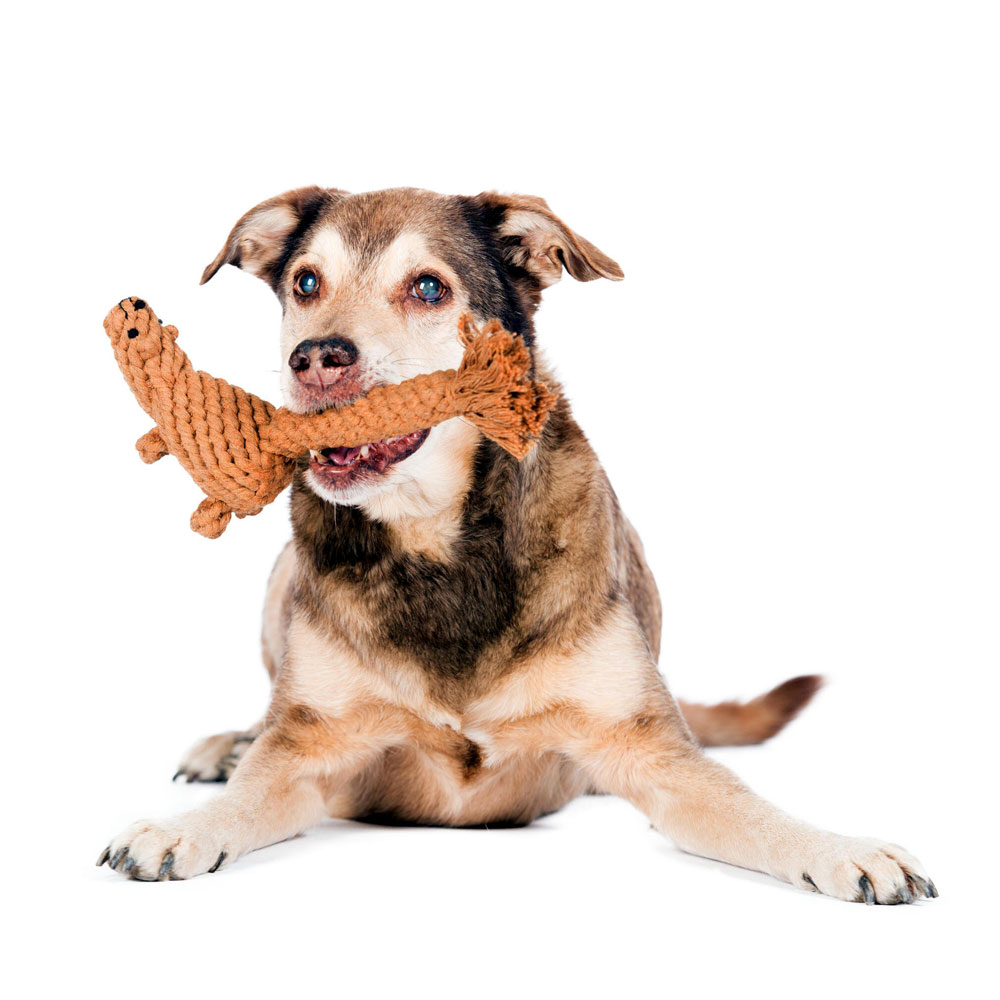 Laboni Hundespielzeug "Eddie Eichhorn" 591315