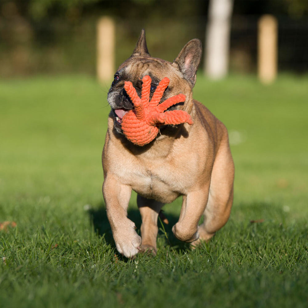 Laboni Hundespielzeug 591305