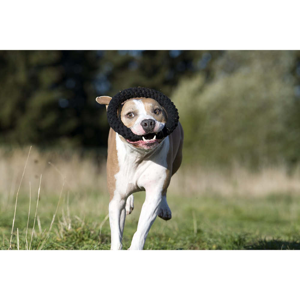 Laboni Kultspielzeug für Hunde "Ringo Ring" 591314