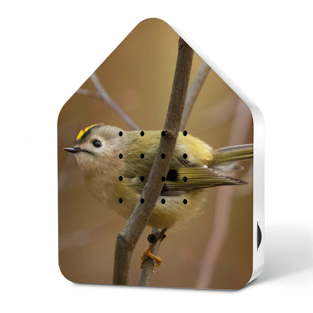 Relaxound Zwitscherbox "Goldcrest"