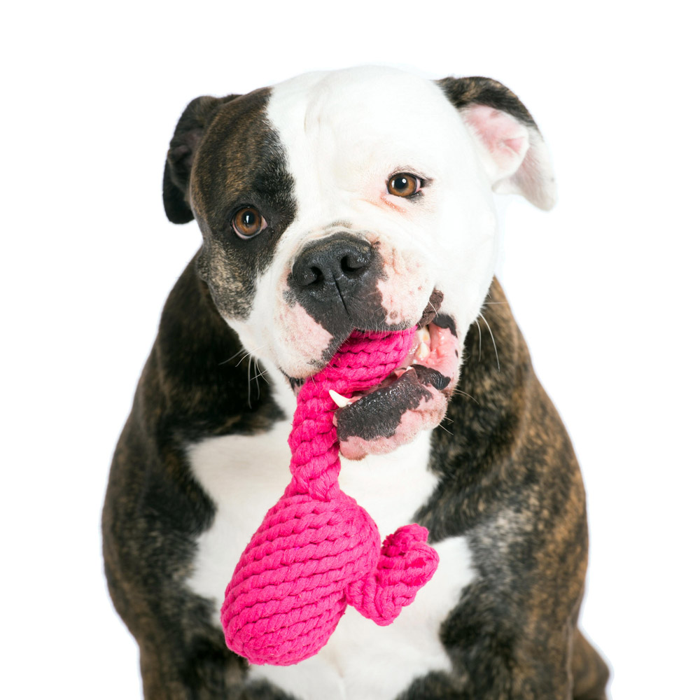 Laboni Hundespielzeug 591276